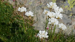 Armeria pubinervis