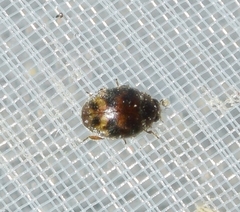 Nephus kiesenwetteri