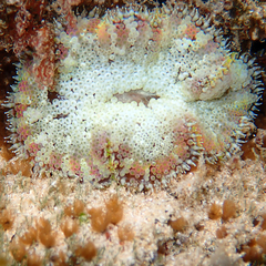 Stichodactyla tapetum