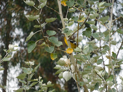 Pheucticus aureoventris