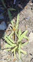 Lactuca tatarica