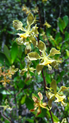 Encyclia granitica