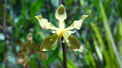 Encyclia granitica