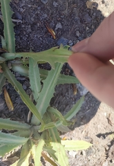 Lactuca tatarica