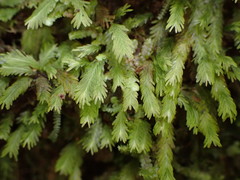 Fissidens asplenioides