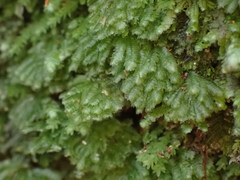 Catharomnion ciliatum