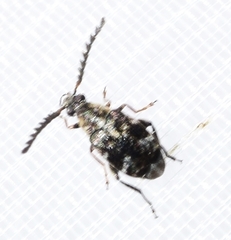 Bruchidius bimaculatus