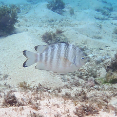 Banded Sergeant photo 5