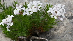 Asperula hirta
