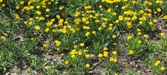 Taraxacum officinale
