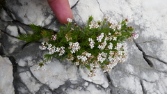 Asperula hirta