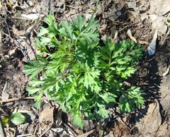 Artemisia vulgaris