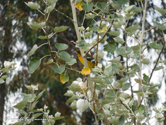 Pheucticus aureoventris