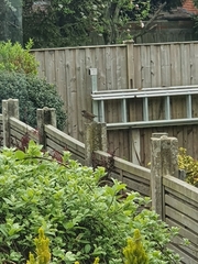 Prunella modularis occidentalis