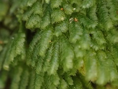 Catharomnion ciliatum