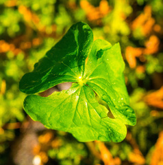 Trillium grandiflorum
