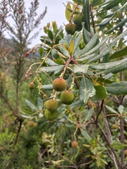 Arbutus unedo
