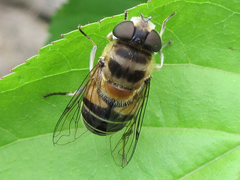 Eristalis kyokoae