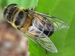 Eristalis kyokoae