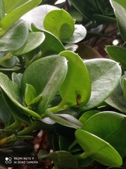 Diptera