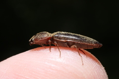 Gambrinus griseus