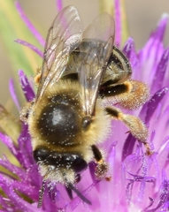 Eucera