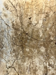 Smeringopus pallidus