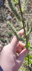 Salix gmelinii