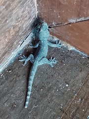 Hemidactylus platyurus