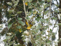 Pheucticus aureoventris