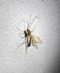 Ophion obscuratus