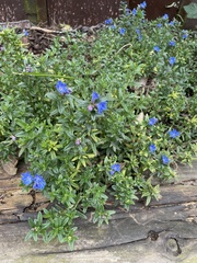 Glandora diffusa