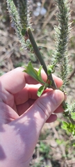 Salix gmelinii