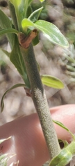 Salix gmelinii