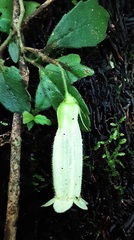 Fieldia australis