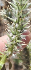 Salix gmelinii