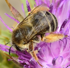 Eucera