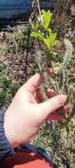 Salix gmelinii
