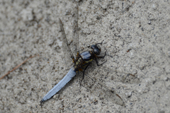 Orthetrum japonicum