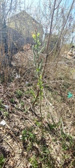 Salix gmelinii