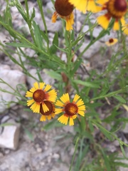 Helenium elegans