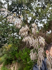 Ampelodesmos mauritanicus