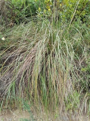 Ampelodesmos mauritanicus