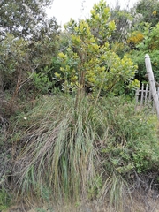 Ampelodesmos mauritanicus