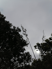 Ampelodesmos mauritanicus