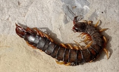 Scolopendra cingulata
