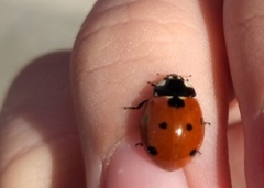 Coccinella septempunctata
