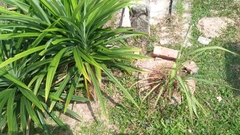 Pandanus amaryllifolius