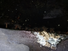 Notomegabalanus algicola