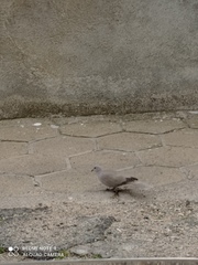 Streptopelia decaocto